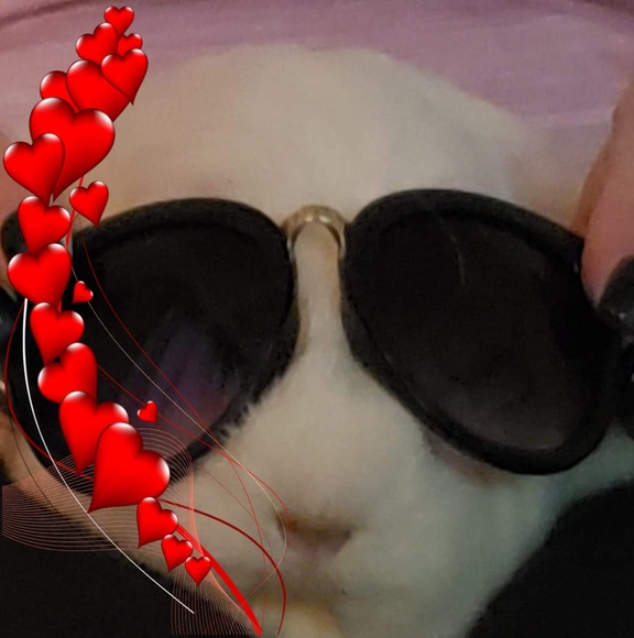 teadybear12